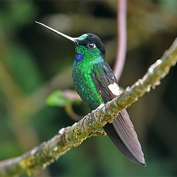 Buff-winged Starfrontlet