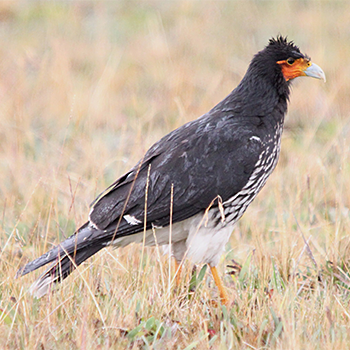 Carunculated Caracara