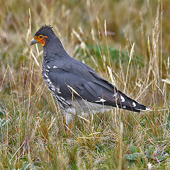 Carunculated Caracara