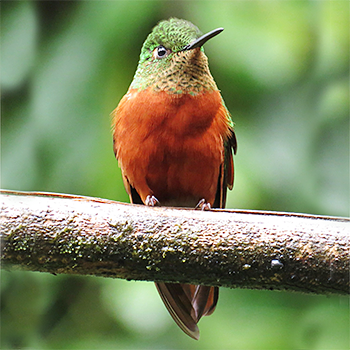 Chestnut-breasted Coronet