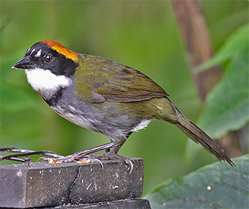 Chestnut-capped Brush-finch