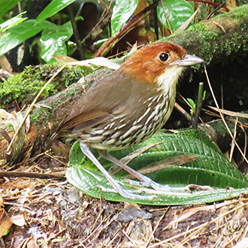 Chestnut-crowned Antpitta