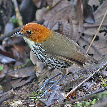 Chestnut-crowned Antpitta