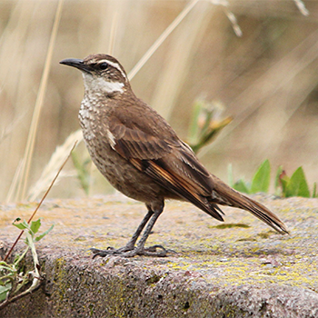 Chestnut-winged Cinclodes