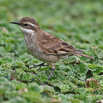 Chestnut-winged Cinclodes