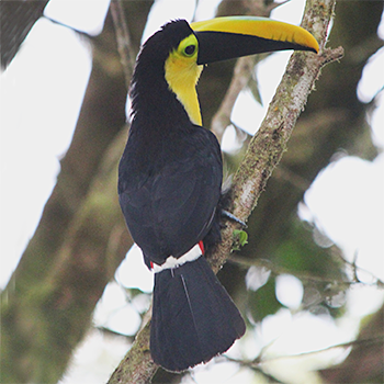 Choco Toucan