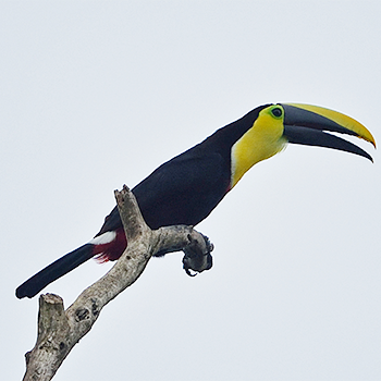 Choco Toucan