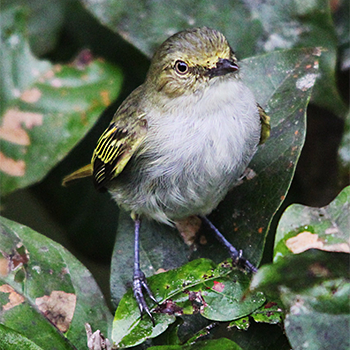 Choco Tyrannulet
