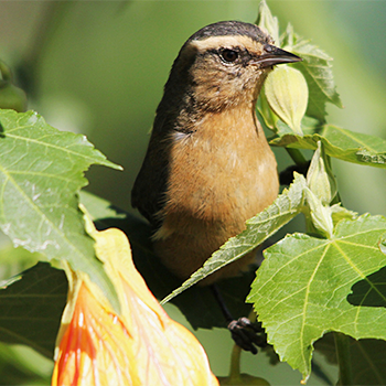 Cinereous Conebill