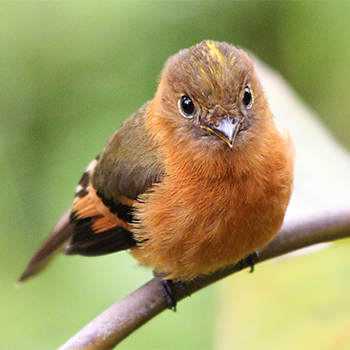 Cinnamon Flycatcher