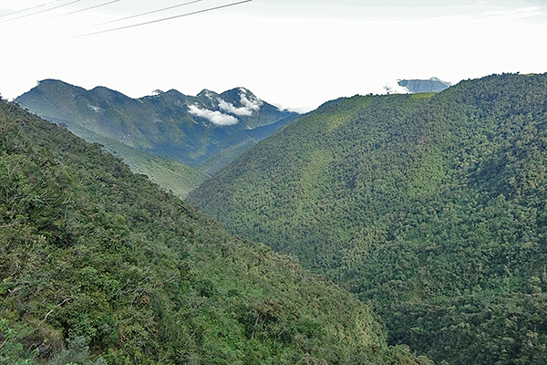 Cloud Forest