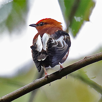 Club-winged Manakin