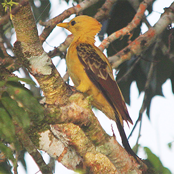 Cream-coloured Woodpecker