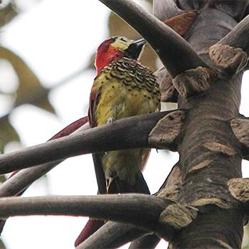 Crimson-mantled Woodpecker