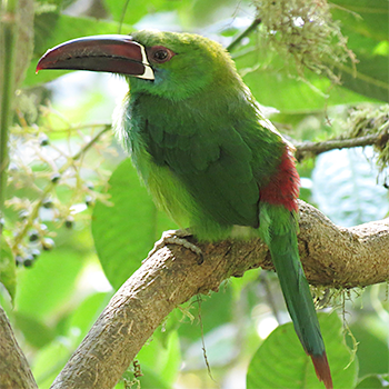 Crimson-rumped Toucanet