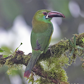 Crimson-rumped Toucanet