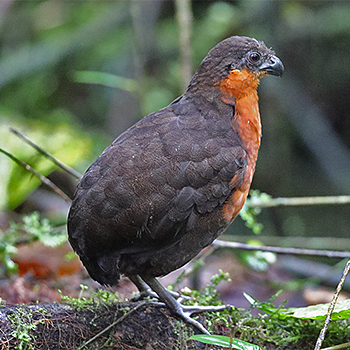 Dark-backed Wood-quail
