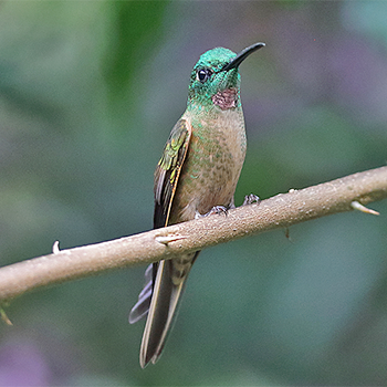 Fawn-breasted Brilliant