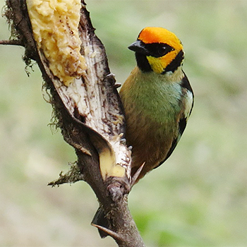 Flame-faced Tanager