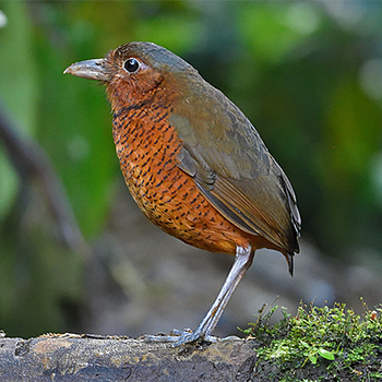 Giant Antpitta