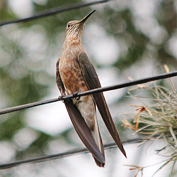 Giant Hummingbird