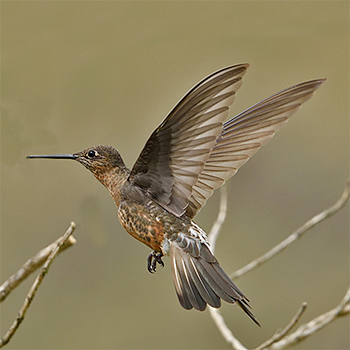 Giant Hummingbird