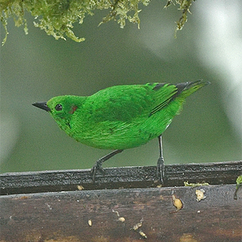 Glistening-green Tanager