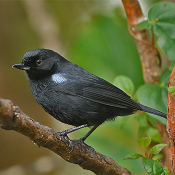 Glossy Flowerpiercer