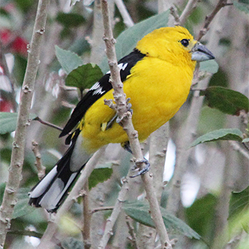 Golden-bellied Grosbeak