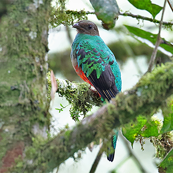 Golden-headed Quetzal