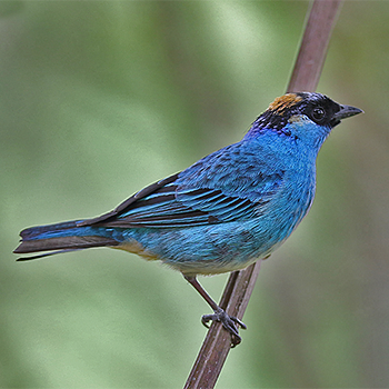 Golden-naped Tanager