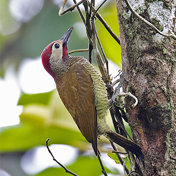 Golden-olive Woodpecker