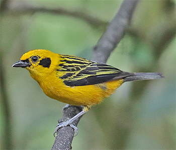 Golden Tanager