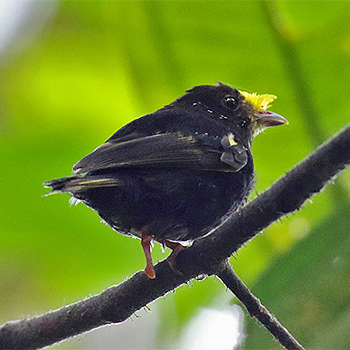 Golden-winged Manakin