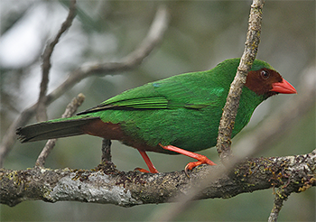 Grass-green Tanager