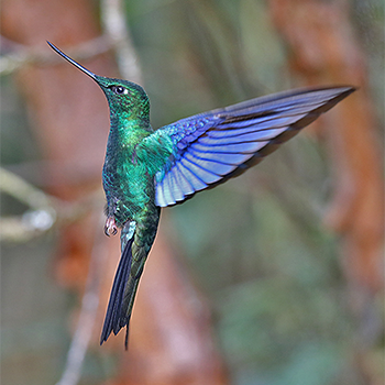 Great Sapphirewing