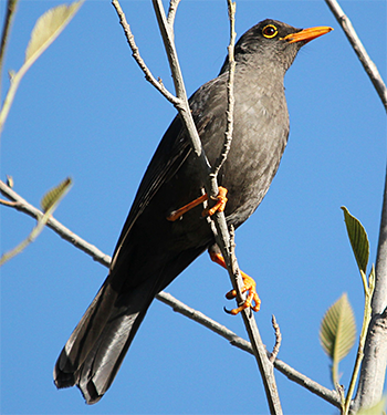 Great Thrush