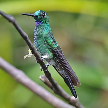 Green-crowned Brilliant