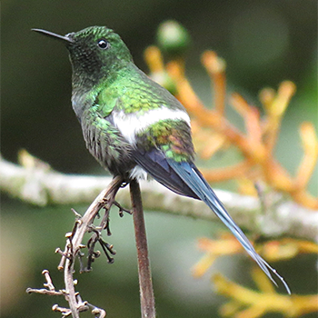 Green Thorntail