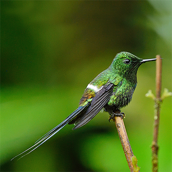 Green Thorntail