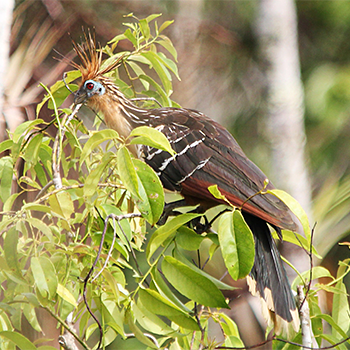 Hoatzin