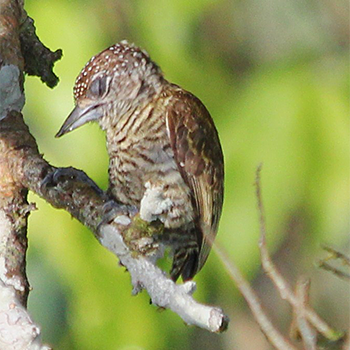 Lafresnaye's Piculet