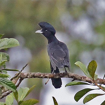 Long-wattled Umbrellabird