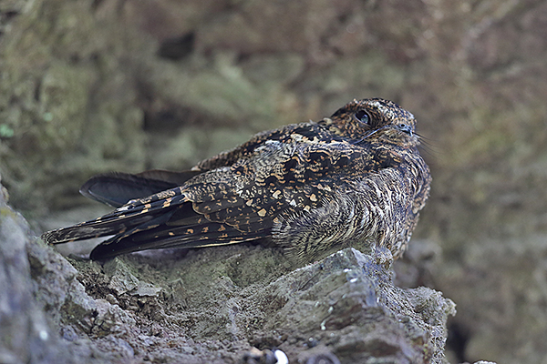 Lyre-tailed Nightjar