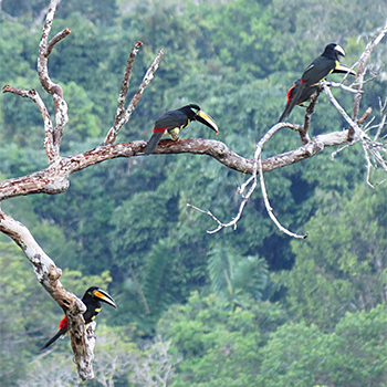 Many-banded Aracaris