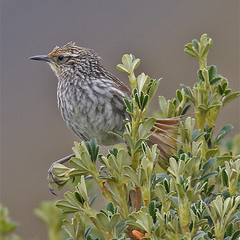 Many-striped Canastero
