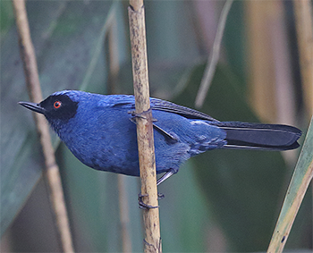 Masked Flowerpiercer