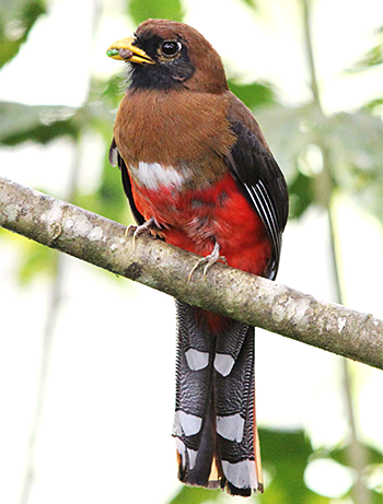 Masked Trogon