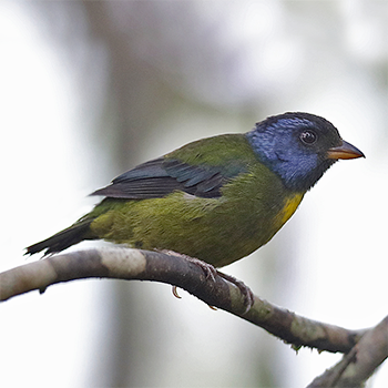 Moss-backed Tanager