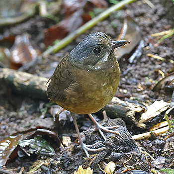Moustached Antpitta